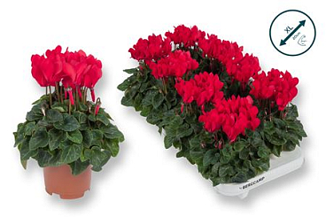 Cyclamen Compact Red