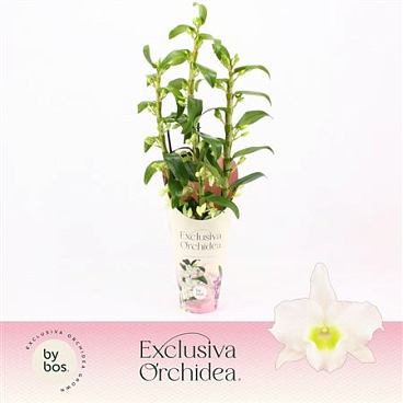 Dendr Nob 3st Apollon Potcover Exclusiva Orchidea