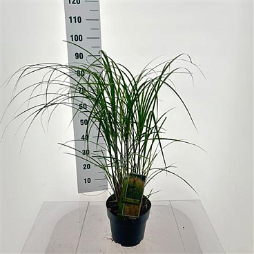 Miscanthus Sin Yaku Yima Dwarf