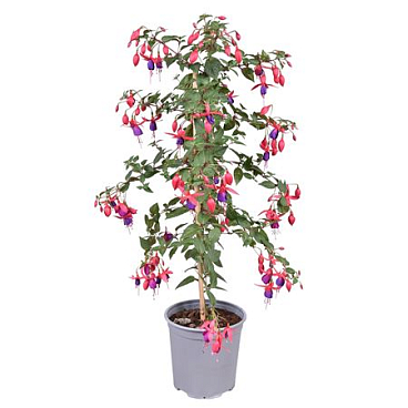 Fuchsia Angela On Stem