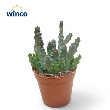 Stapelia Variegata
