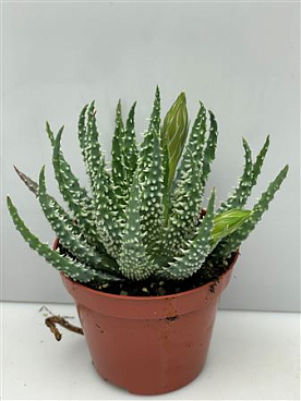 Aloe Humillis No Flower
