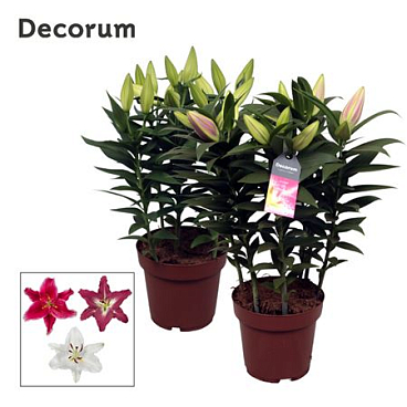 Lilium Or Special Mix 5pp (decorum)