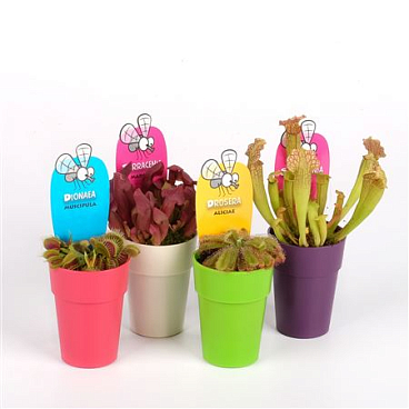 Vleeseter Mix Mini In Kleurpot