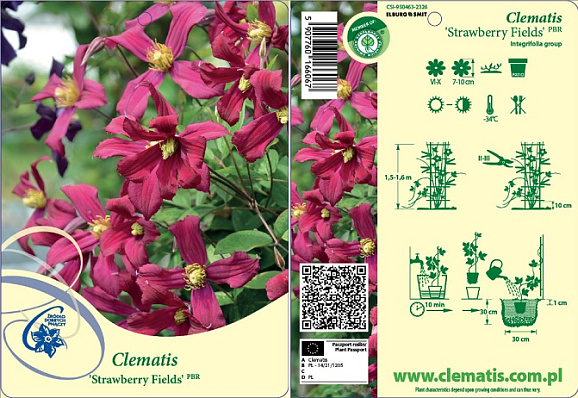 Клематис цельнолистный Строуберри Филдс
