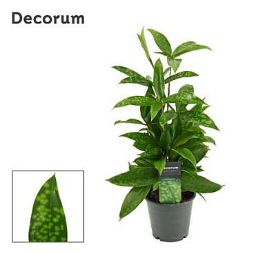 Drac Surculosa (decorum)