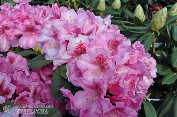 Рододендрон вильямса Клаудиус