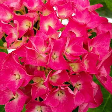 Гортензия крупнолистная Ред Болл