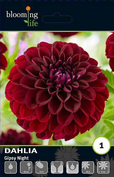 Георгина декоративная Джипси Найт