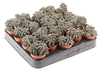 Peperomia Silver Spark