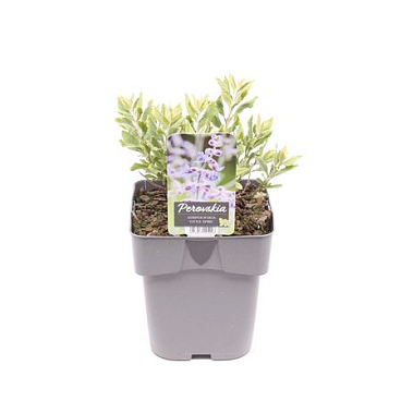 Perovskia Atriplicifolia Little Spire