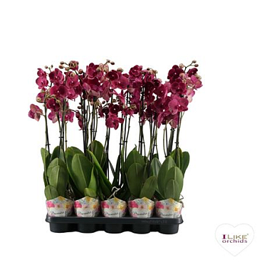 Phal 2st Promiss Rood (levo)