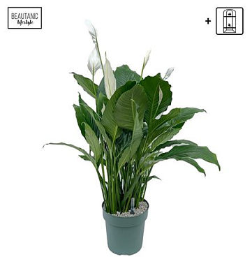 Spath Sweet Sebastiano + Watermeter