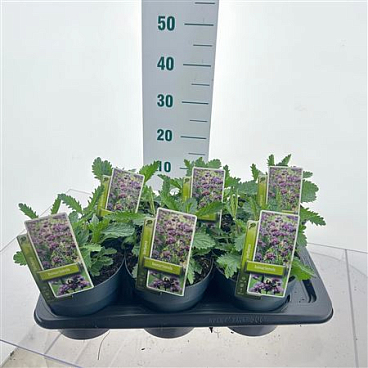 Verbena Bonariensis