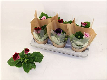 Sinningia Mix In New Tube