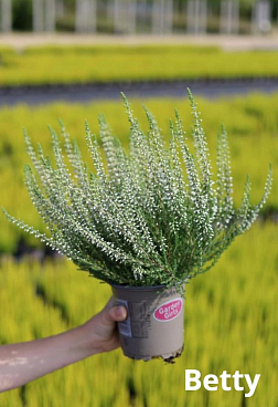 Каллуна обыкновенная Бетти