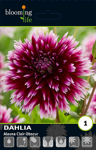 Георгина фимбриата Алауна Клер Обскур