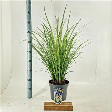 Chlorophytum Saunderisiae Starlight