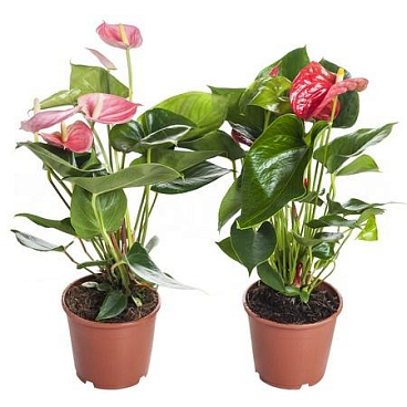 Антуриум андрианум Микс