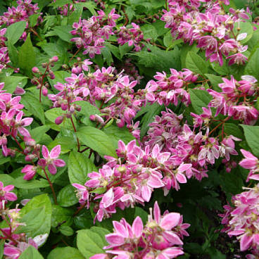 Дейция розовая в тубе