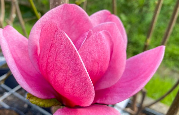 Магнолия Вотермелон