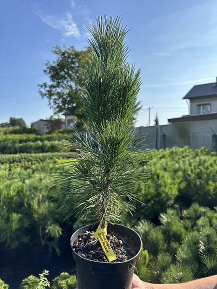 Сосна черная Грин Рокет