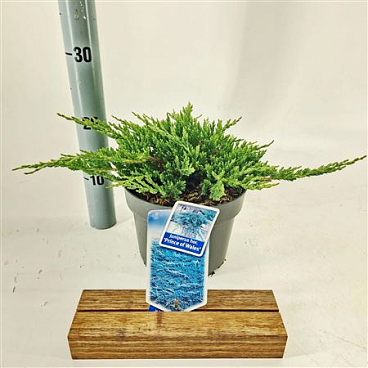 Juniperus Hor Prince Of Wales