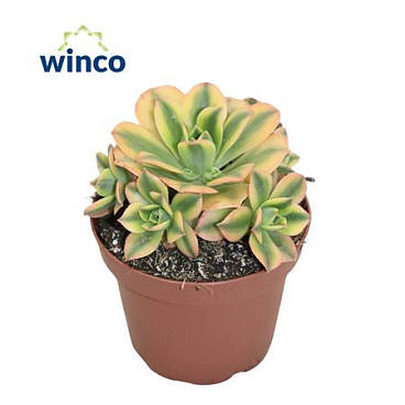 Aeonium Starburst