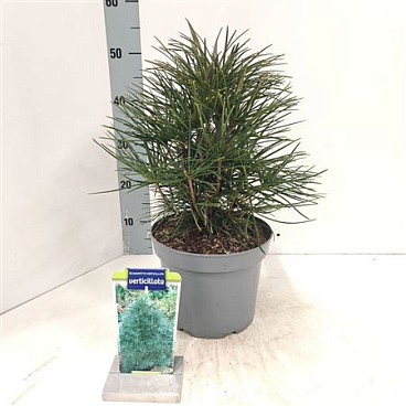 Sciadopitys Verticillata