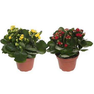 Каланхое каландива микс