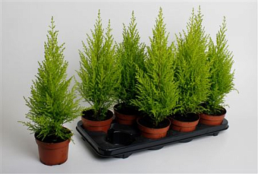 Cupressus Macrocarpa