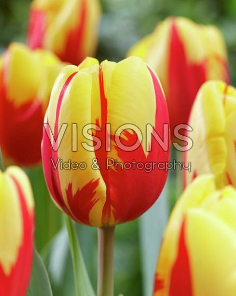 Тюльпан триумф Холланд Квин