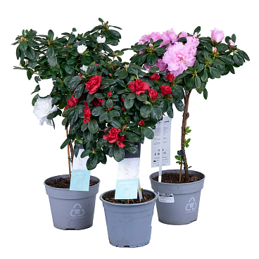 Азалия индика Микс штамбовая | Оптовая цветочная компания «Флора Групп» Азалия индика Микс штамбовая