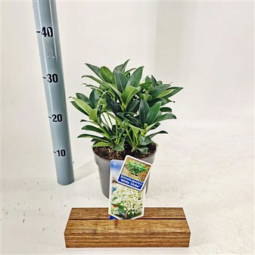 Skimmia Jap White Globe