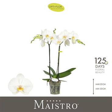 Phal 2st Maistro White (opti)