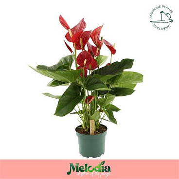 Anth An Melodia 8+ (amazone)