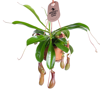 Непентес Алата