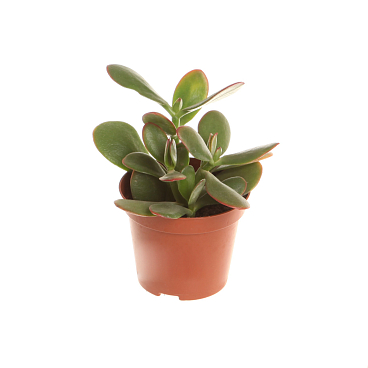 Крассула овата | Оптовая цветочная компания «Флора Групп» Крассула овата