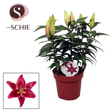 Lilium Or Magny Cours 5pp