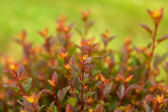 Пузыреплодник калинолистный Спайси Девил