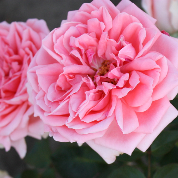 Роза флорибунда Кимоно