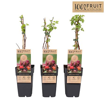 Rubus Phoenicolasius