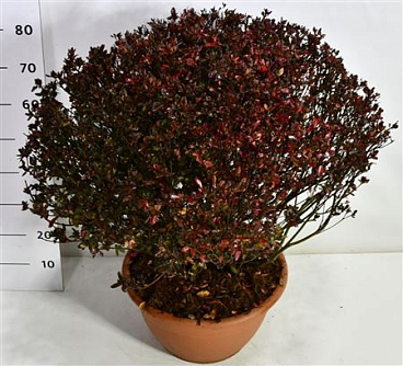 Rhododendron (aj) Stewartstonian