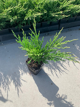 Можжевельник горизонтальный Андорра Компакт