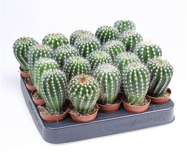 Notocactus Horstii