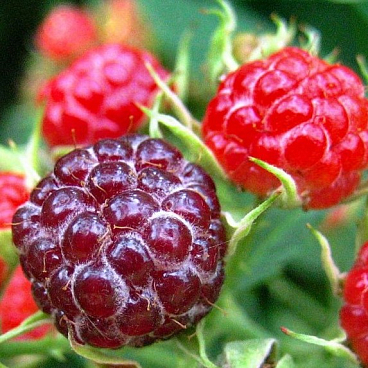 Княженика обыкновенная Астра | Оптовая цветочная компания «Флора Групп» Княженика обыкновенная Астра