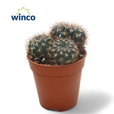 Notocactus Submammulosus