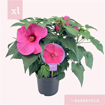 Hibiscus Xxl Roze