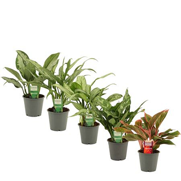 Aglaonema Mix 12