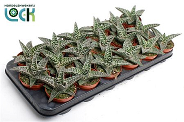 Aloe Tribal